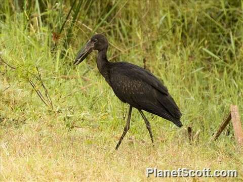 Image of Openbill stork