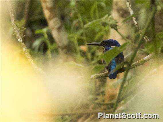 Image de Alcedo Linnaeus 1758