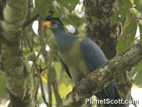 صورة Corythaeola Heine 1860