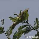 Image of Eastern Olivaceous Warbler