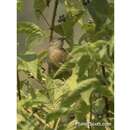 Image of Honeyguide Greenbul