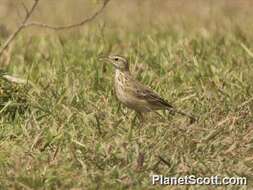 Anthus cinnamomeus Rüppell 1840的圖片