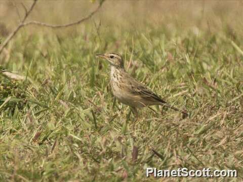 Image of African Pipit