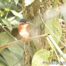 Image of White-bellied Kingfisher