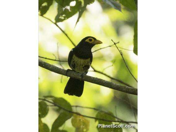 Image of African terrestrial barbets