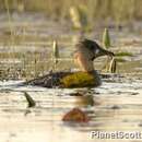 Thalassornis leuconotus Eyton 1838 resmi