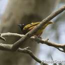 Image of Golden-backed Weaver