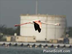 Imagem de Phoenicopterus Linnaeus 1758