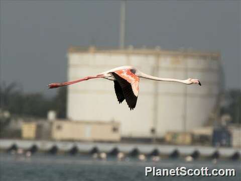 Image of Phoenicopterus Linnaeus 1758