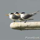 Image of Lesser Crested Tern