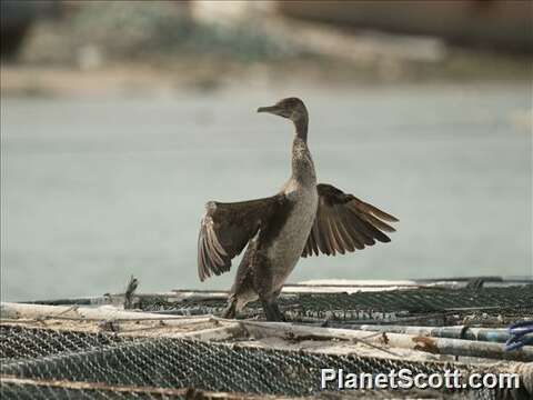 Image of Phalacrocorax Brisson 1760