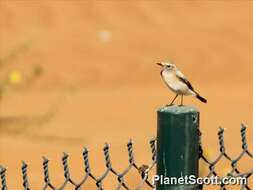 Image of Wheatear