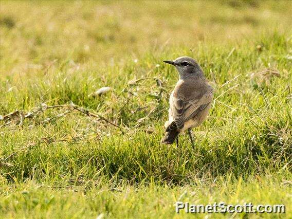 Image of Kurdish Wheatear