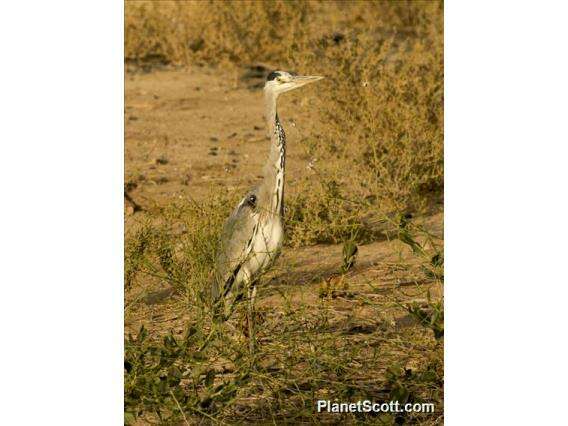 Image of Ardea Linnaeus 1758