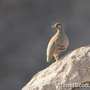 Image of Sand Partridge