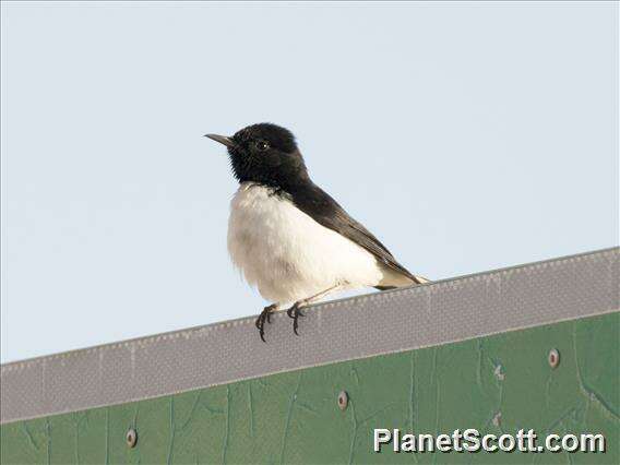 Image of Hume's Wheatear