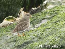 Image of Calidris Merrem 1804