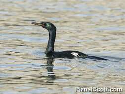 Plancia ëd Phalacrocorax Brisson 1760