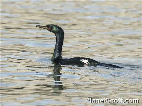 Image of Phalacrocorax Brisson 1760