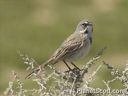 Image of Sagebrush Sparrow