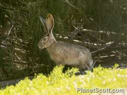 Plancia ëd Lepus Linnaeus 1758