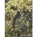 Image of Black-chinned Sparrow