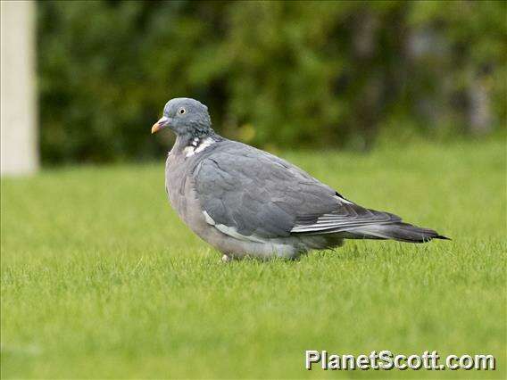 Image of Columba Linnaeus 1758