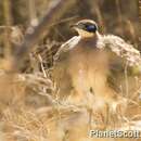 Image of Red-capped Coua