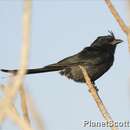 Image of Crested Drongo