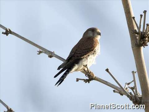 Image of Madagascar Kestrel