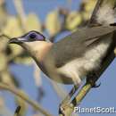 Imagem de Coua cursor Grandidier & A 1867