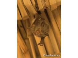 Image of trident bat