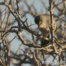 Image of Lantz's Brush-warbler