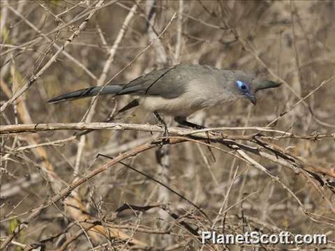 Image of Coua Schinz 1821