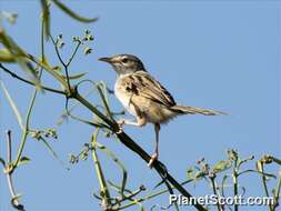 Image of Cisticola Kaup 1829