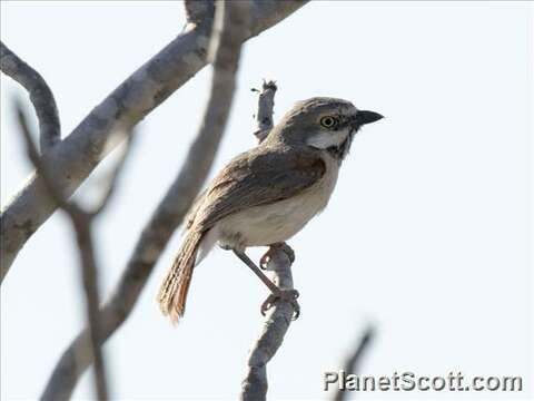 Image of Red-tailed Vangas