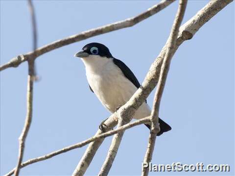 Leptopterus Bonaparte 1854的圖片