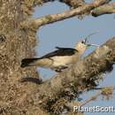 Image of Sickle-billed Vanga