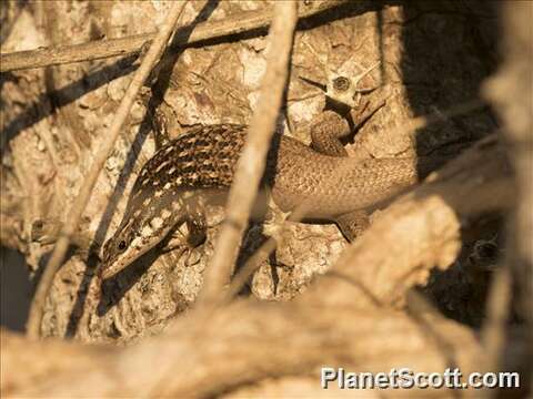 صورة Zonosaurus