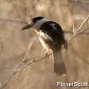 Image of Hook-billed Vanga