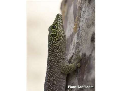 Image of Phelsuma