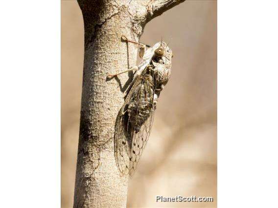 Image of Chremistica Cicada