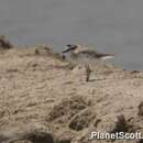 Charadrius marginatus Vieillot 1818 resmi