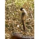 Image of Madagascar Black Bulbul