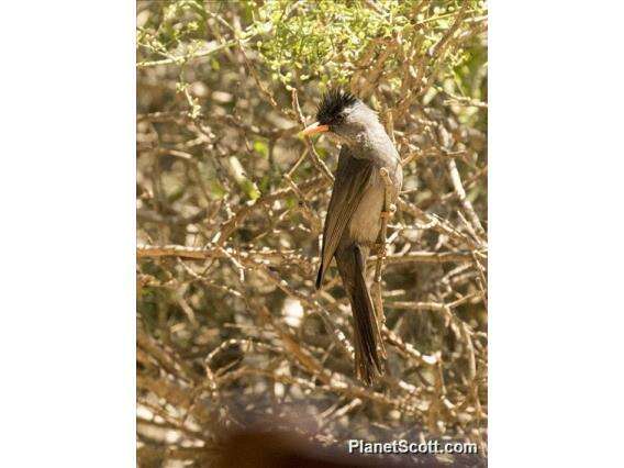 Image of Black Bulbuls, Golden Bulbuls, and Allies