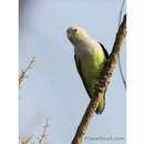 Image of Grey-headed Lovebird