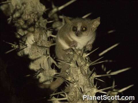 Image of Mouse Lemurs