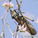 Image of Rainbow Milkweed Locust