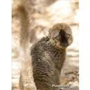 Image of Bennett's Brown Lemur