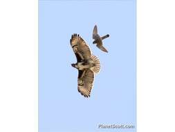 Image of Madagascan Buzzard